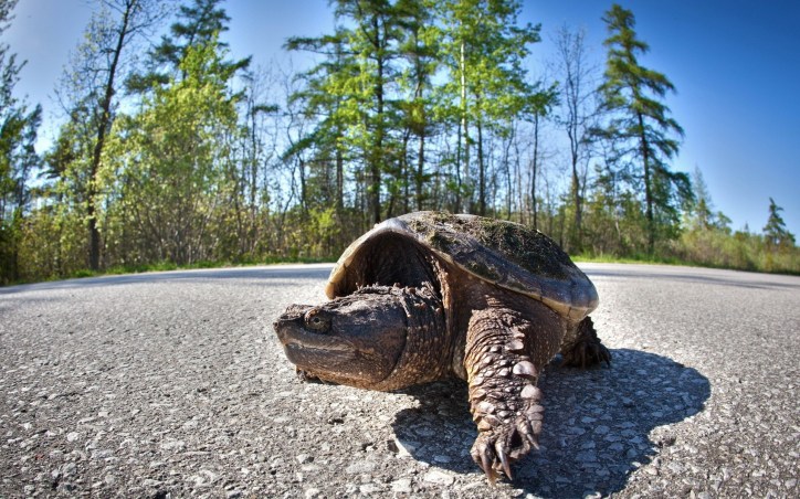 A tortoise crosses a road.