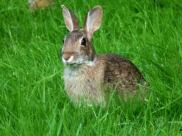 I love that I live in a world where you can google "silflay image" and find this.