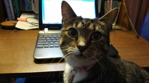 My editorial assistant, Pancake.